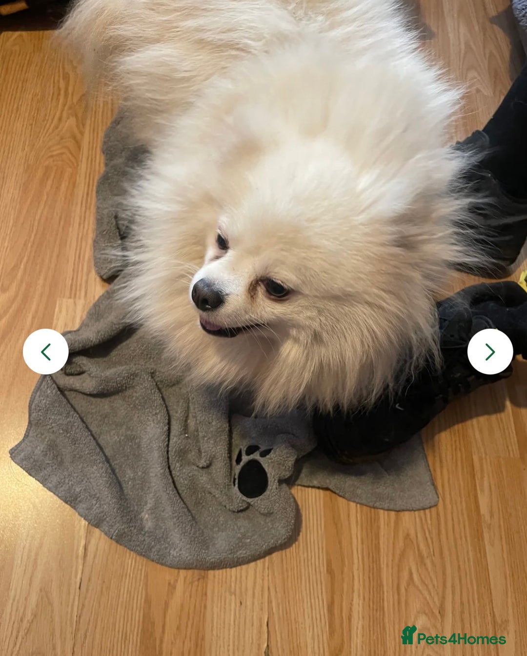 Pomeranian dogs for sale: Beautiful Pomerian Boy  - Image 16