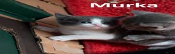 Mixed Breed cats for sale: 2 Affectionate British Shorthair Cross Kittens - Advert 29
