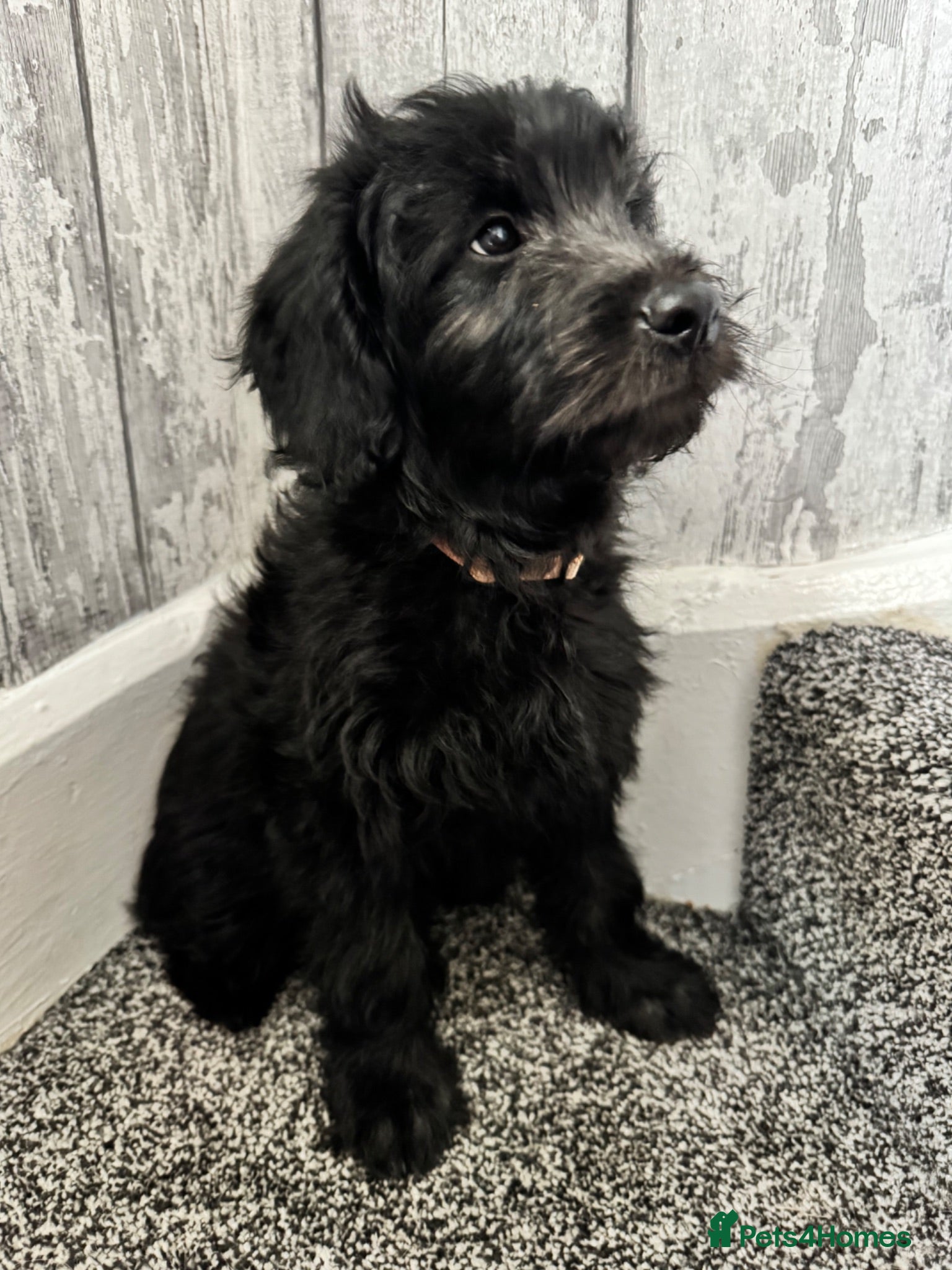 Mini Goldendoodle dogs F1 Mini Goldendoodles  *READY NOW* - Advert 2