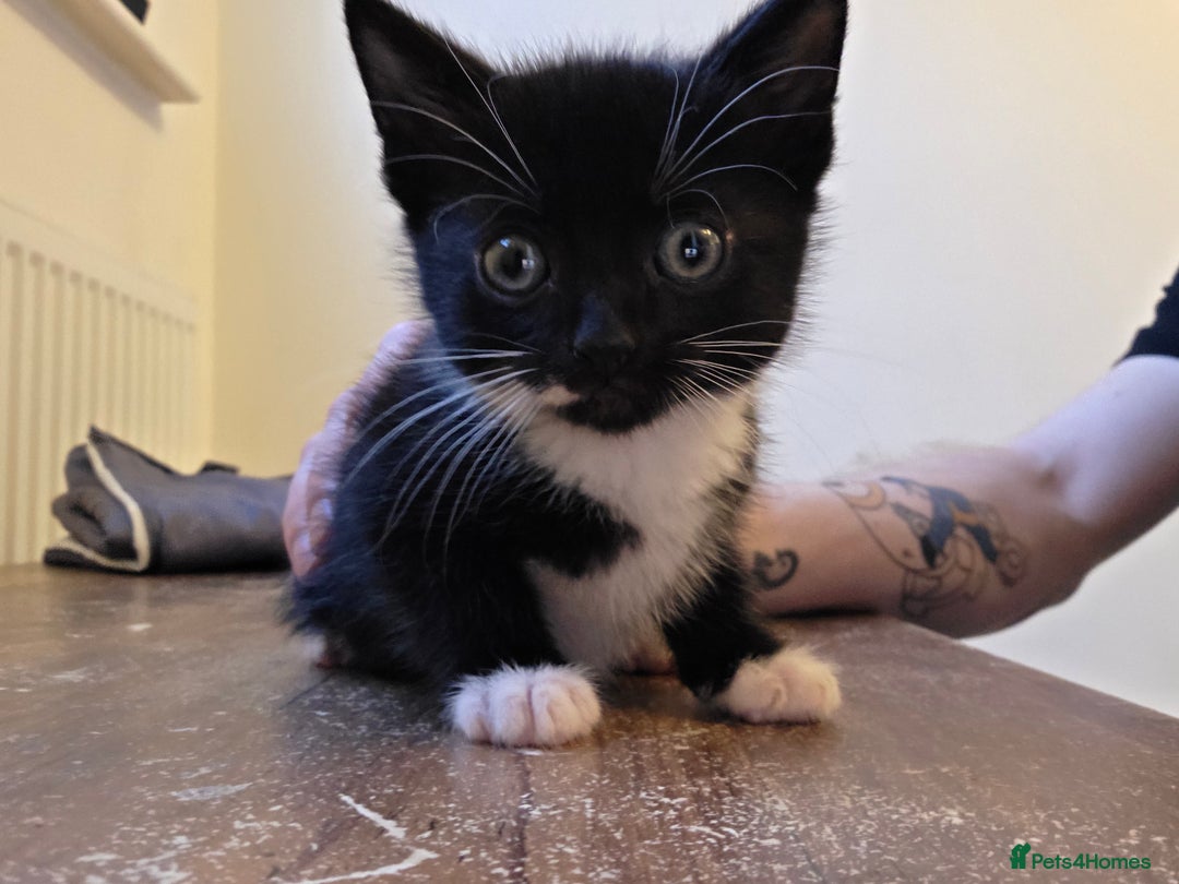 Mixed Breed cats for sale: Kittens for sale  - Image 3