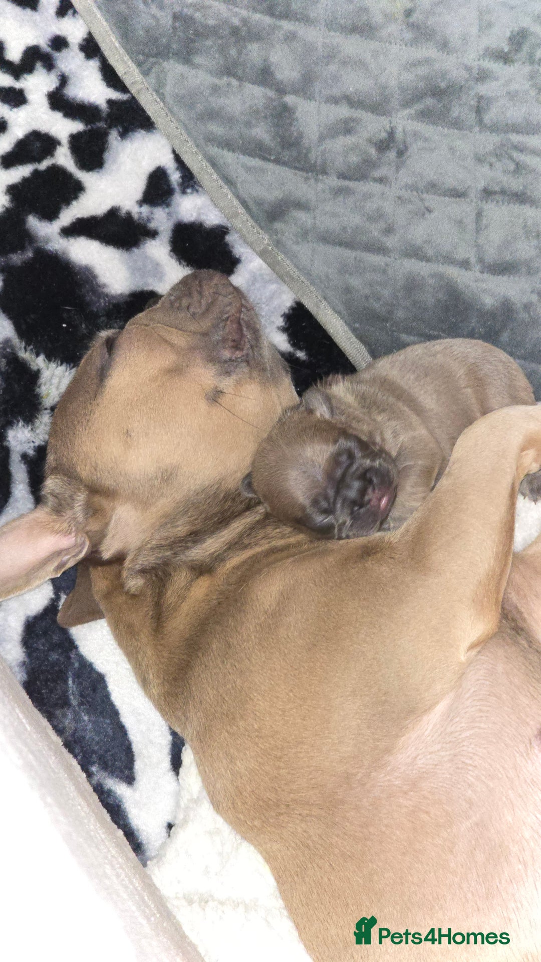 French Bulldog dogs for sale: Stunning french bulldog puppies - Advert 17