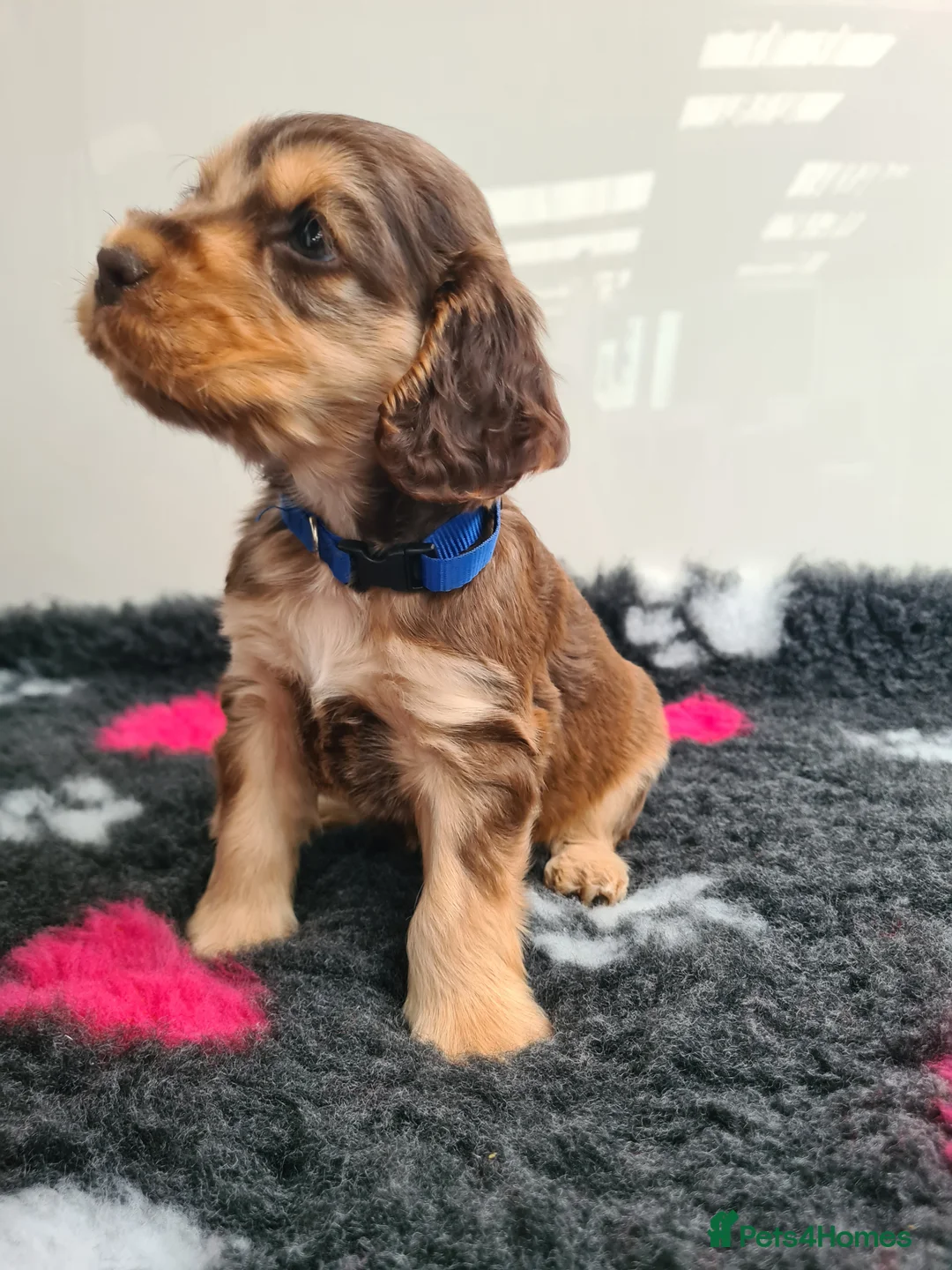 Cocker Spaniel dogs for sale: Sable Show Type Cocker Spaniels- KC reg - Advert 2