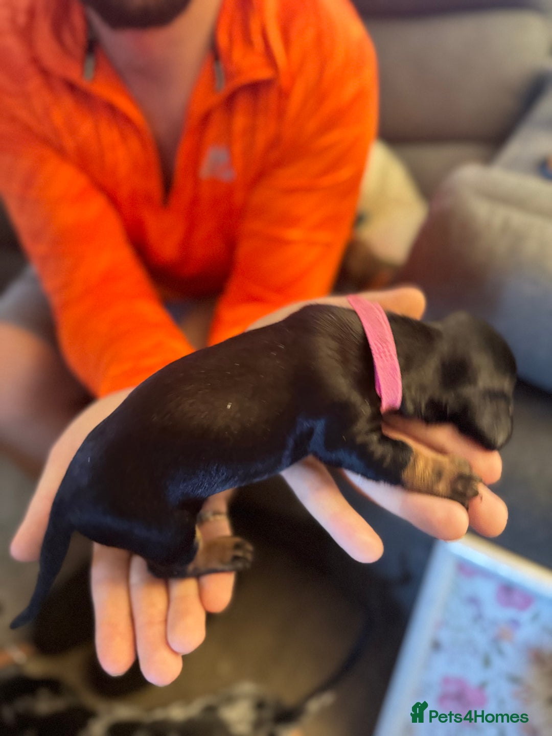 Miniature Dachshund dogs for sale: Miniature dachshund puppies for sale - Image 9