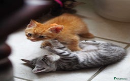 Maine Coon cats for sale: ✨2 Boys and 3 Girls Maine Coon kittens ✨🐾 - Image 23