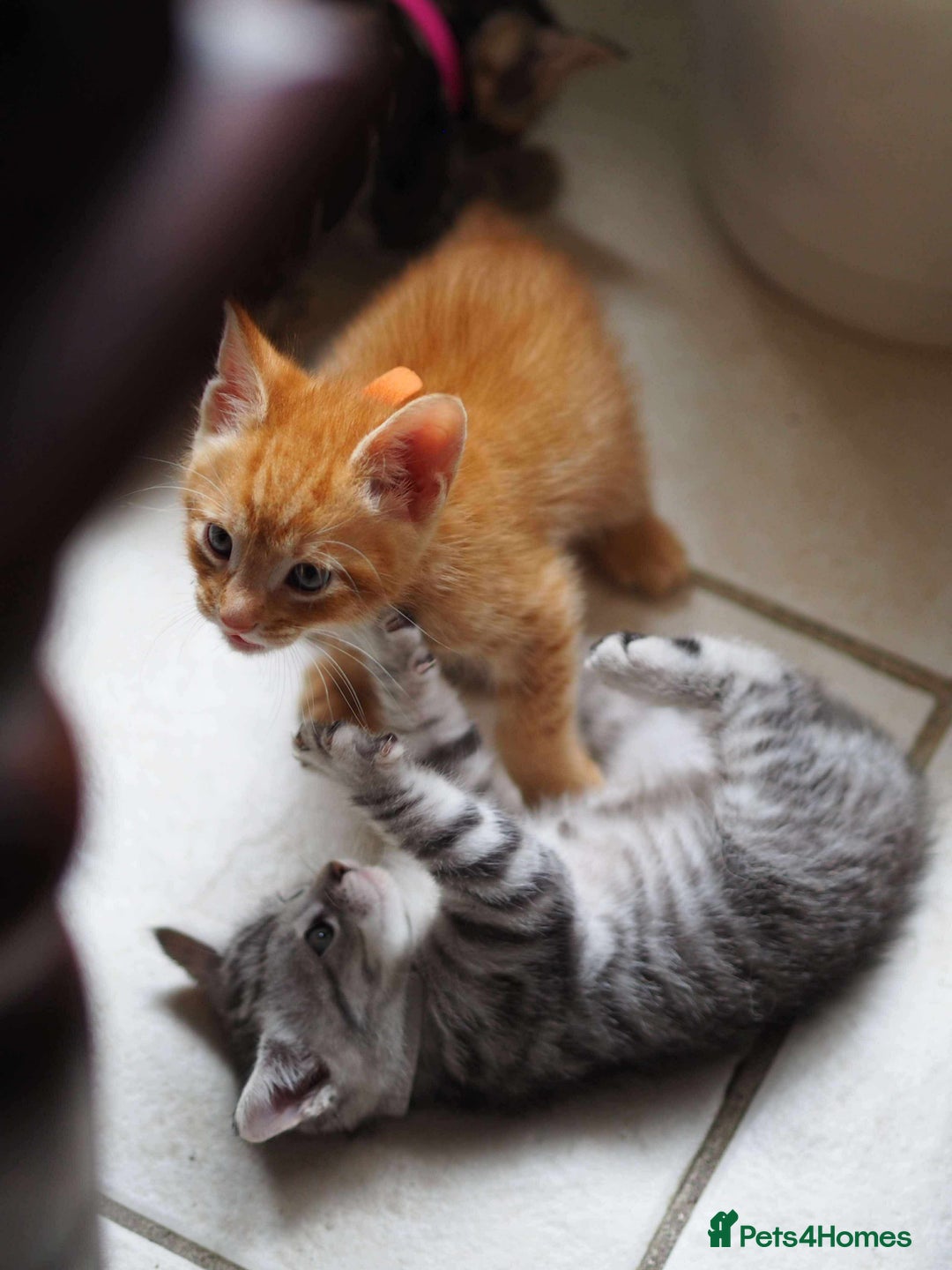 Maine Coon cats for sale: ✨2 Boys and 3 Girls Maine Coon kittens ✨🐾 - Image 23