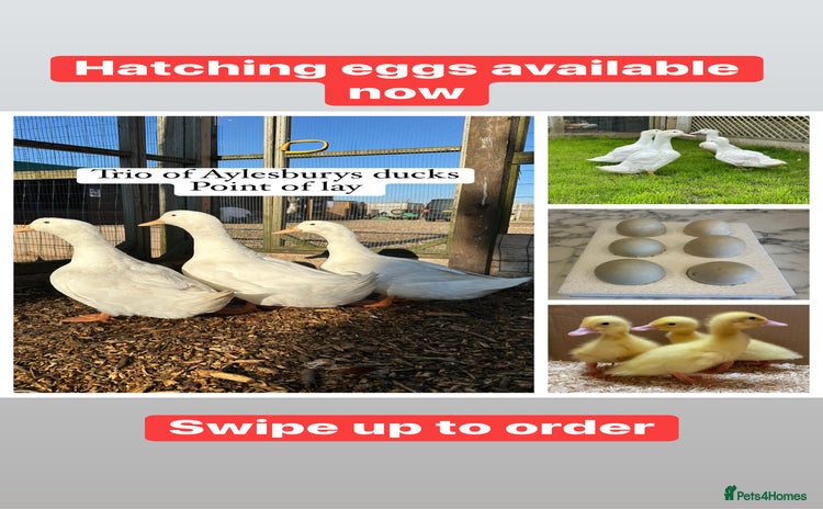 Ducks poultry - Advert 1