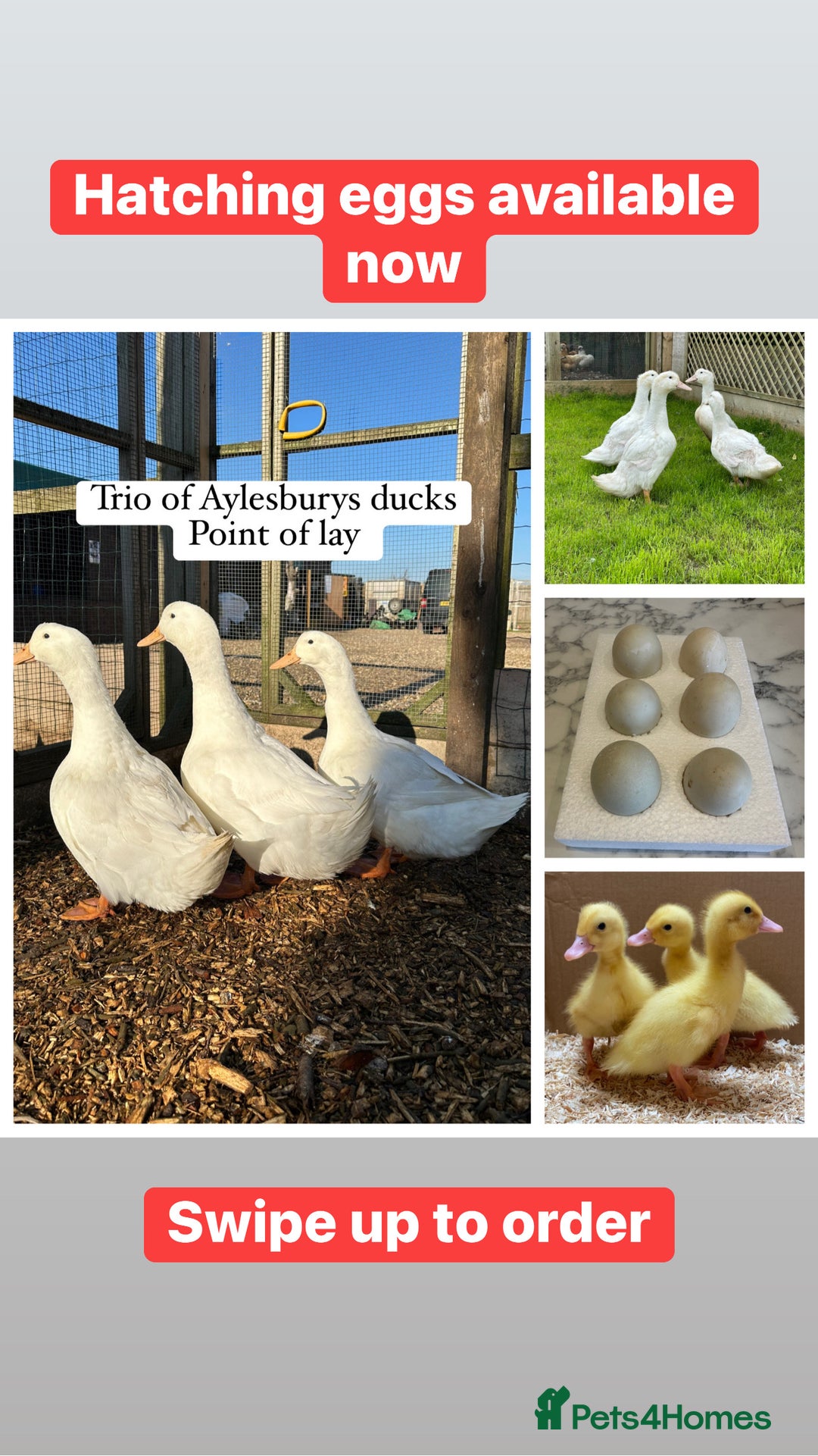 Ducks poultry for sale: Aylesbury duck hatching eggs  - Image 1