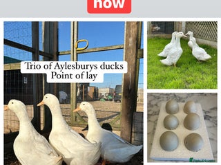 Ducks poultry - Advert 8