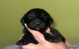 Cockapoo dogs for sale: Adorable Cockapoo puppies ready for reservation  - Image 12
