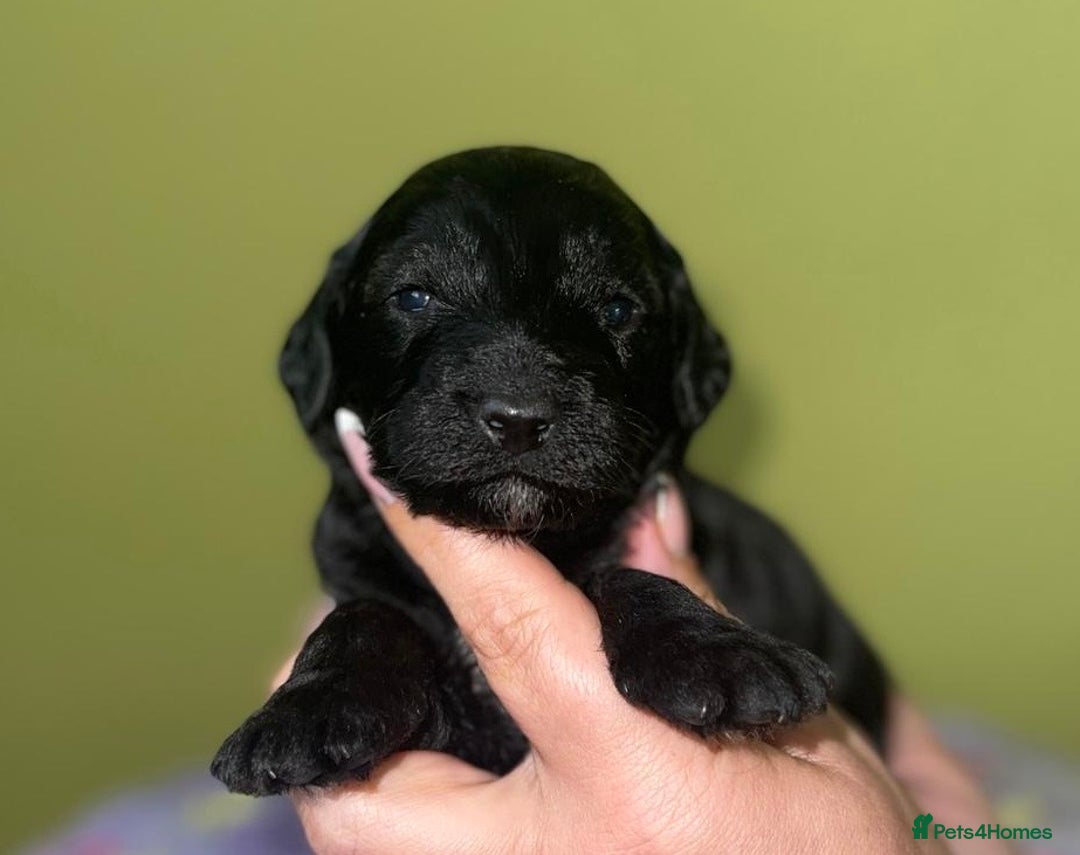 Cockapoo dogs for sale: Adorable Cockapoo puppies ready for reservation  - Image 12
