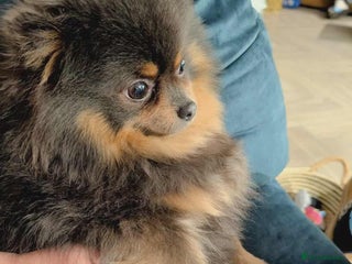 Pomeranian dogs for sale: Quality Pomeranian puppies - Advert 1