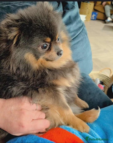 Pomeranian dogs Quality Pomeranian puppies - Advert 4