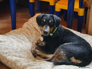 Mixed Breed dogs BRONTE - Advert 2