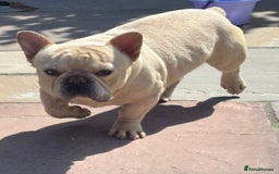 French Bulldog dogs for sale: Male French bulldog carrying Pink, Blue & fluffy - Image 1