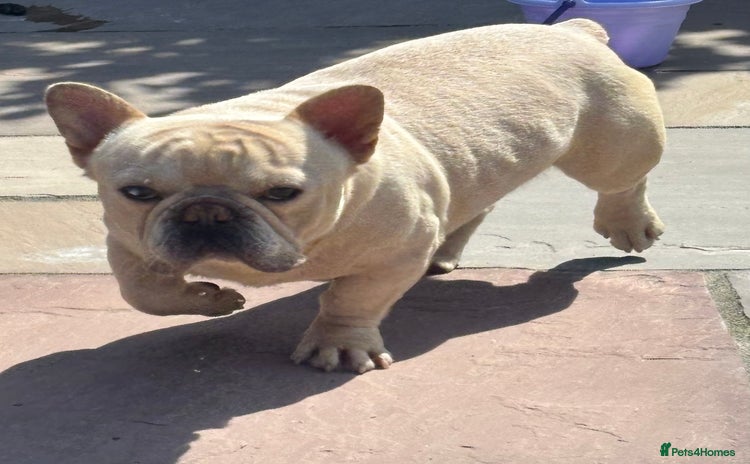 French Bulldog dogs - Advert 5