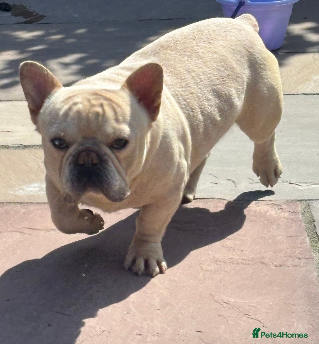 French Bulldog dogs for sale: Male French bulldog carrying Pink, Blue & fluffy - Image 1