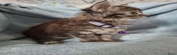 Mixed Breed cats for sale: 3x Beautiful maincoone cross kittens - Advert 33