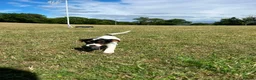 Jack Russell dogs for sale: Gorgeous Jack Russell Puppies  - Advert 26