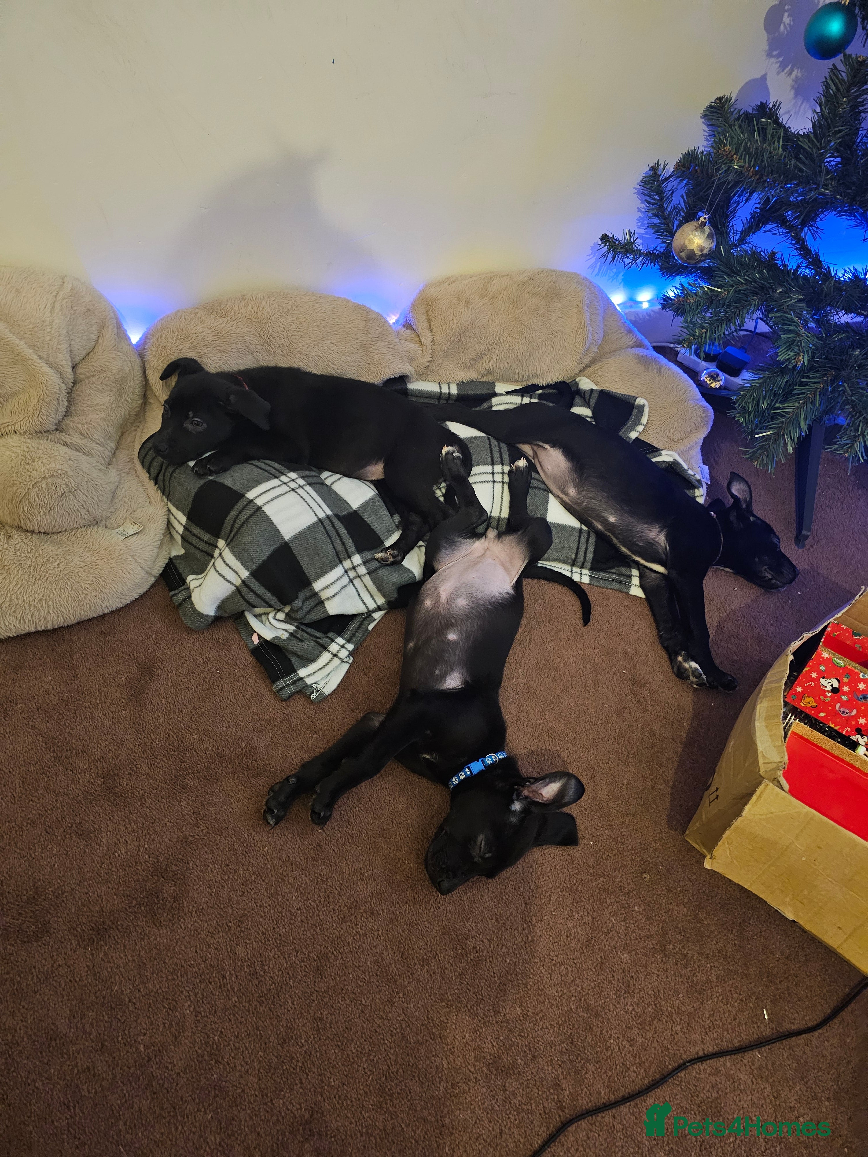 Mixed Breed dogs 3 female puppies - Advert 6