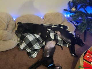 Mixed Breed dogs 3 female puppies - Advert 11