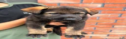 German Shepherd dogs for sale: Exceptional Czech German Shepherd WorkingLine Pups - Advert 24