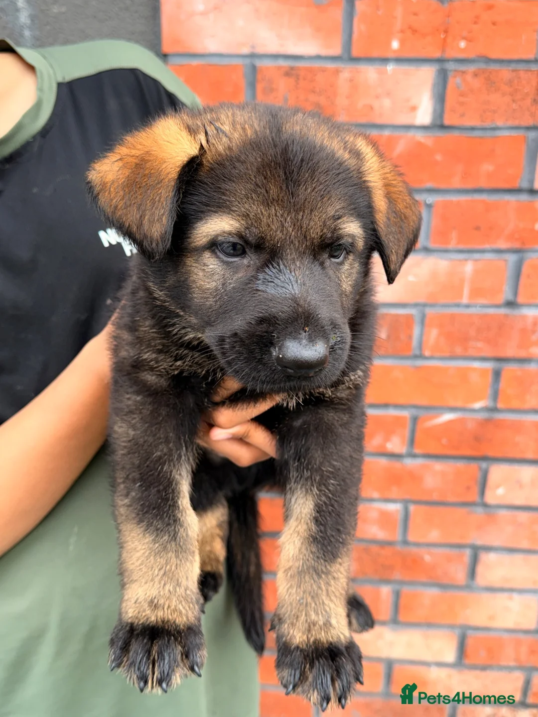 German Shepherd dogs for sale: Exceptional Czech German Shepherd WorkingLine Pups - Advert 24