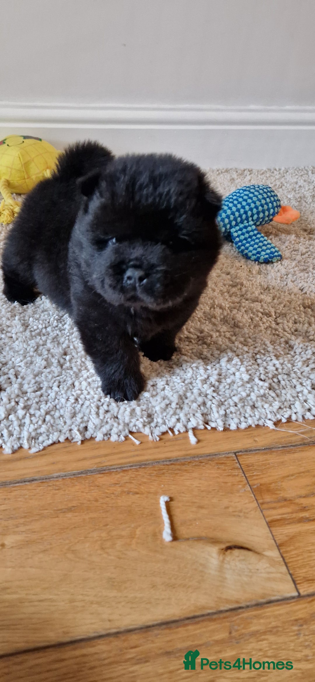 Chow Chow dogs for sale: Kc reg chow chow pups - Advert 2