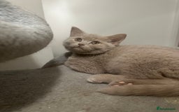 British Shorthair cats for sale: 🏆 British shorthair Fawn male available 🏆 - Image 2