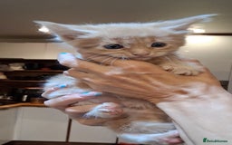 Maine Coon cats for sale: Maine Coon pedigre XL - Image 16