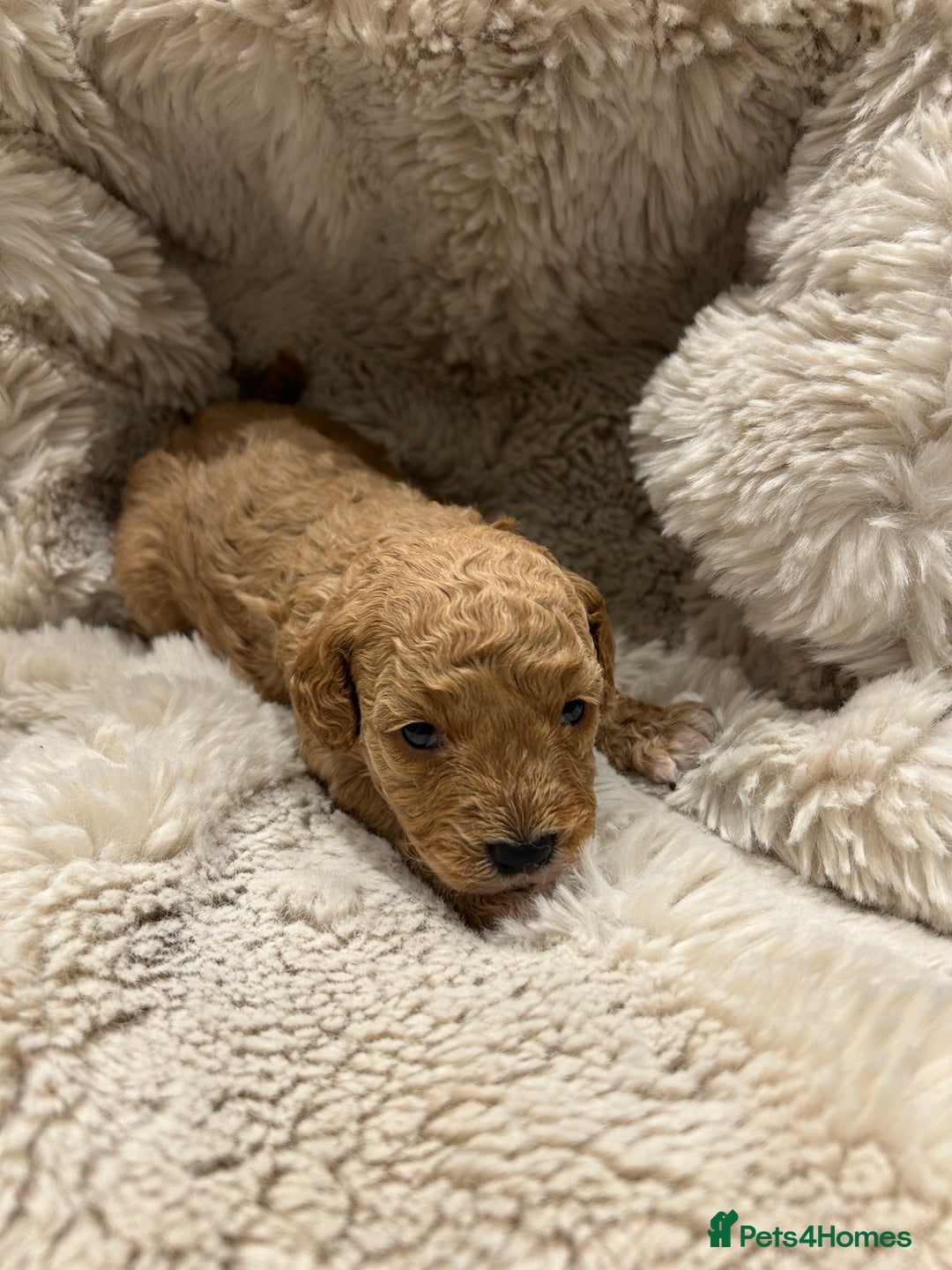 Cavapoo dogs for sale: 5 beautiful Cavapoo’s ready for  **   - Advert 4