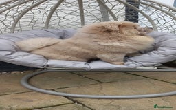 Chow Chow dogs for stud: outstanding chow chow stud in Wednesbury - Image 6