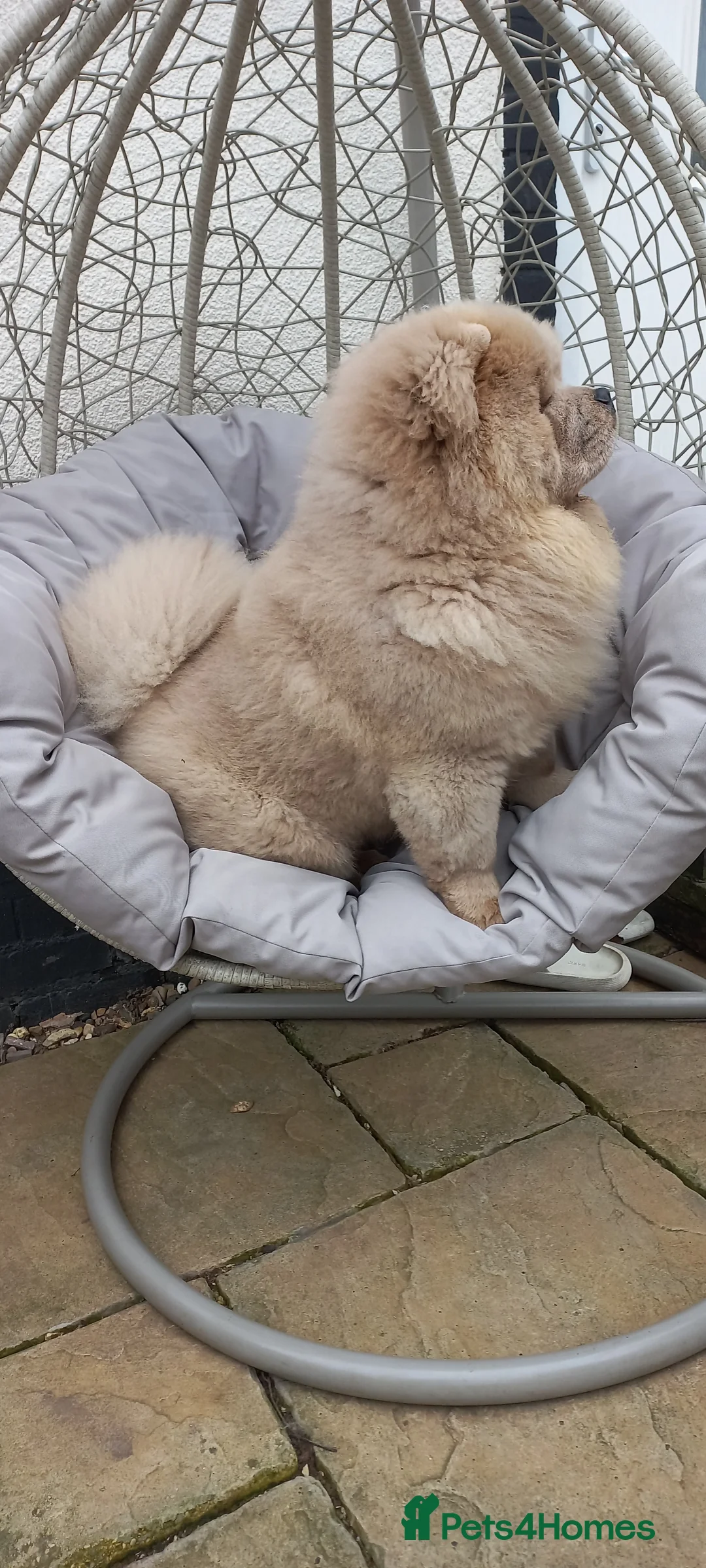 Chow Chow dogs for stud: outstanding chow chow stud in Wednesbury - Advert 6