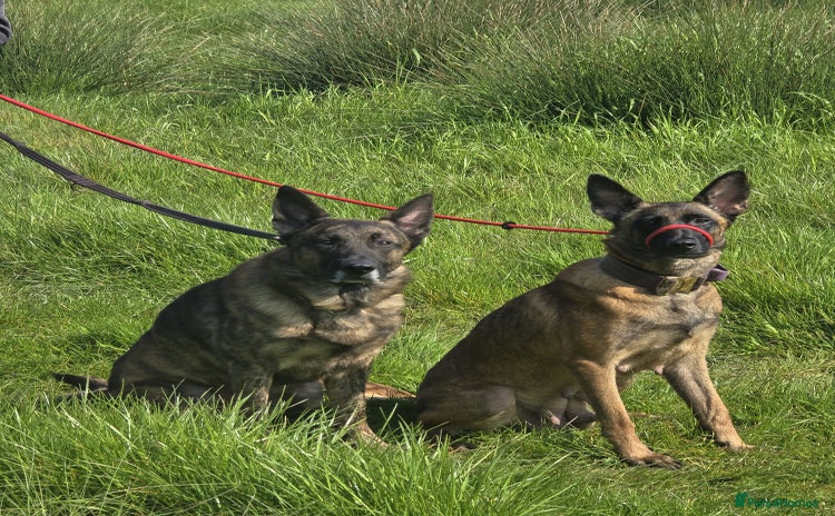Belgian Shepherd Dog dogs - Advert 1