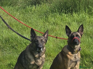 Belgian Shepherd Dog dogs - Advert 8