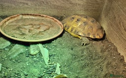 Tortoise reptiles for sale: 1 Male & 1 Female Horsfield tortoise - Image 4