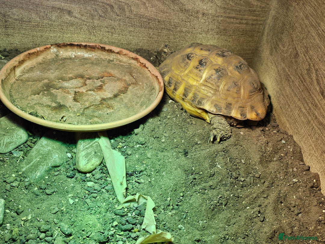 Tortoise reptiles for sale: 1 Male & 1 Female Horsfield tortoise - Image 4