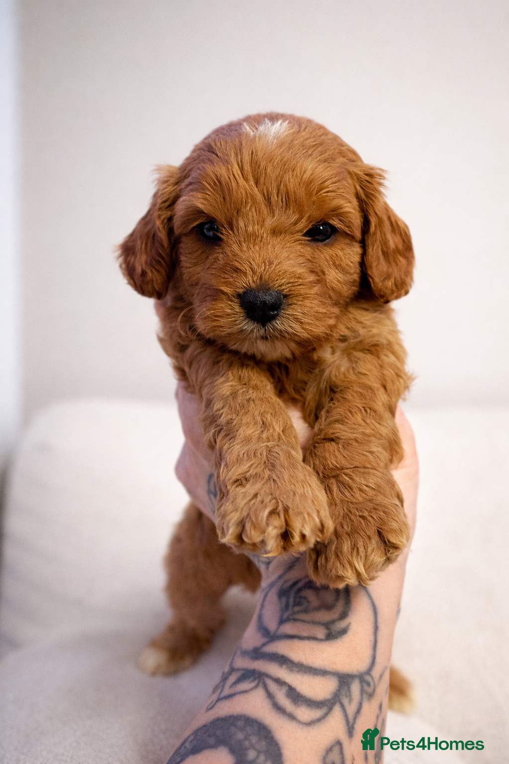 Cavapoo dogs 2 beautiful cavapoo puppies for sale.  - Advert 5