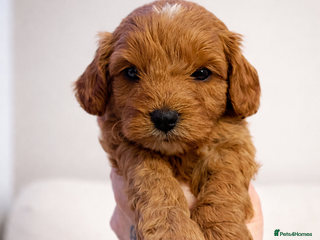 Cavapoo dogs 2 beautiful cavapoo puppies for sale. - Advert 5