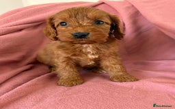 Cockapoo dogs for sale: Beautiful fox red cockapoo - Image 8