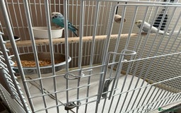 Budgerigars birds for sale: Budgies - Image 1
