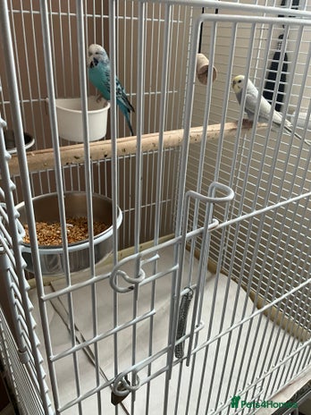 Budgerigars birds - Advert 6