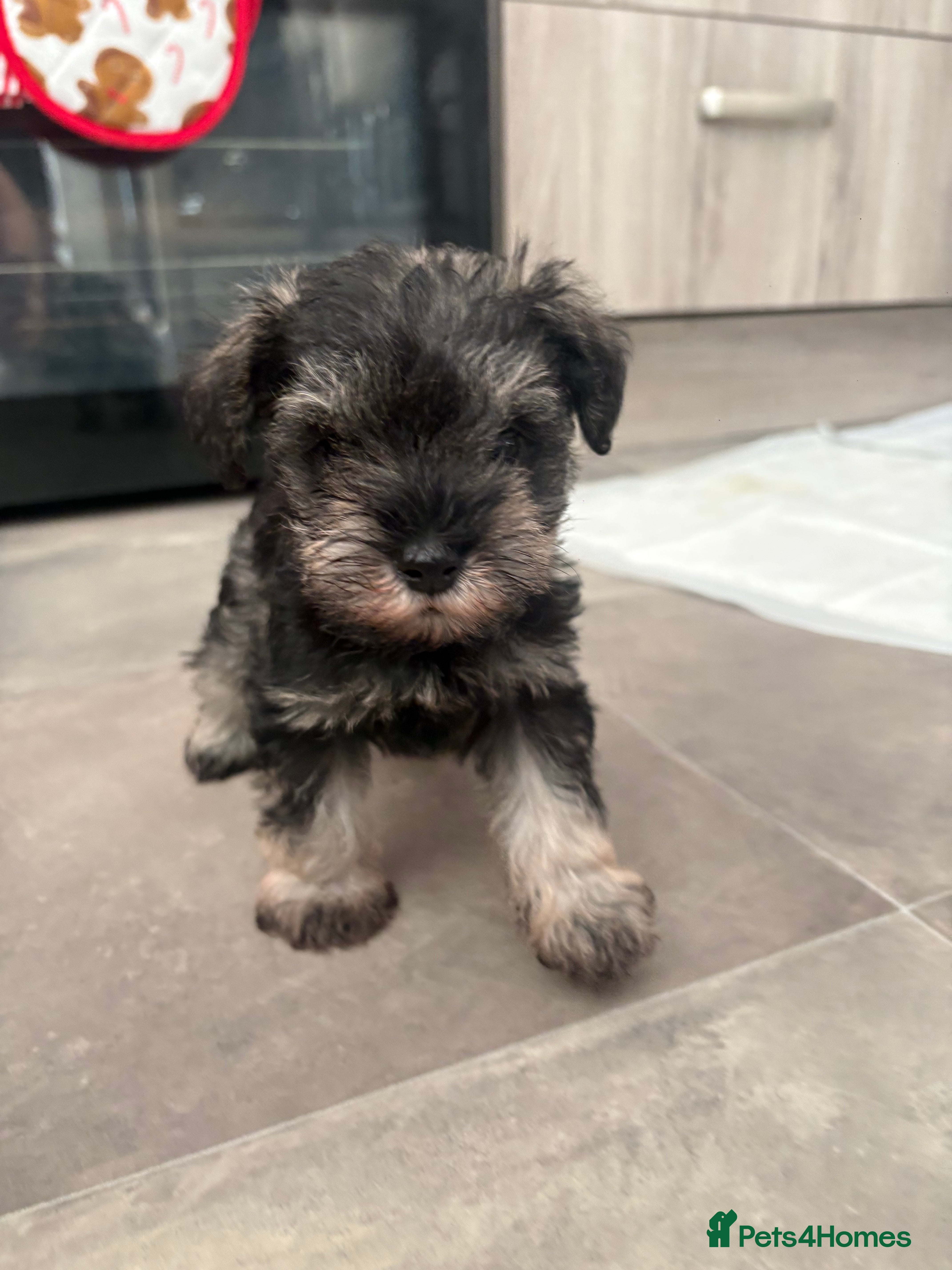 Miniature Schnauzer dogs Scrumptious kc reg pepper & salt mini schnauzers  - Advert 3