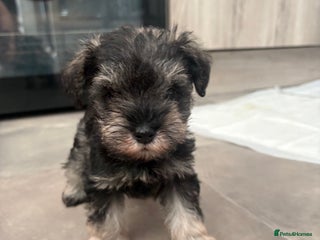 Miniature Schnauzer dogs Scrumptious kc reg pepper & salt mini schnauzers - Advert 3