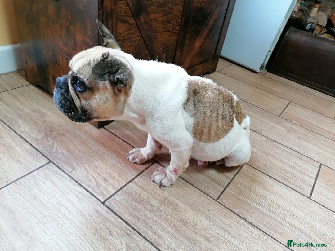 Mixed Breed dogs for adoption: 💖ELVA -a Sweet Frenchie Rescued From Starvation💖 - Advert 13