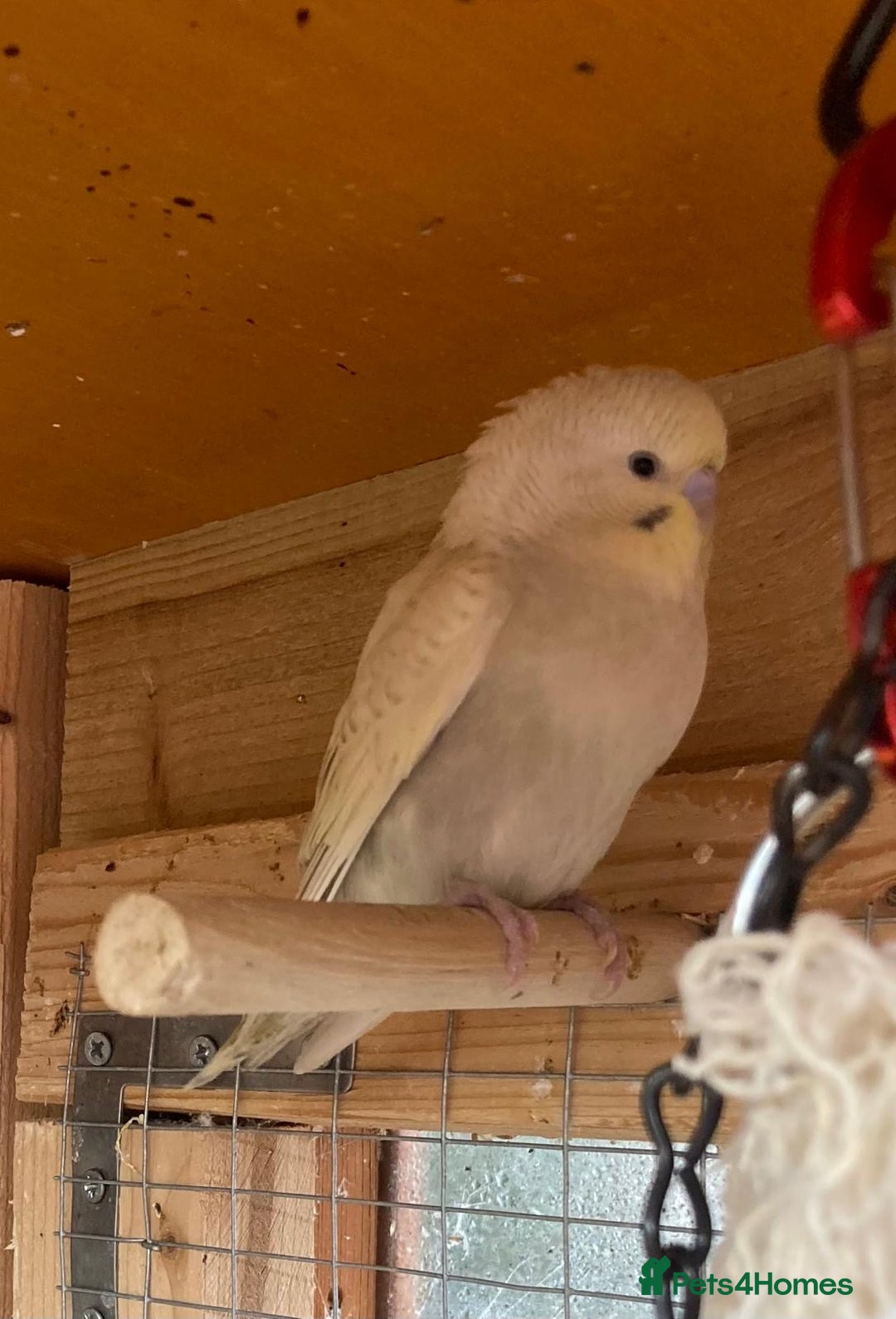 Budgerigars birds for sale: Baby budgies aviary bred  - Advert 16