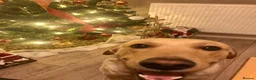 Labrador Retriever dogs for sale: Adult Male Labrador  - Advert 3