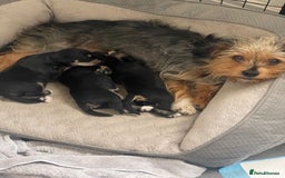 Mixed Breed dogs for sale: Miniature Schnauzer X Yorkshire Terrier - Image 5