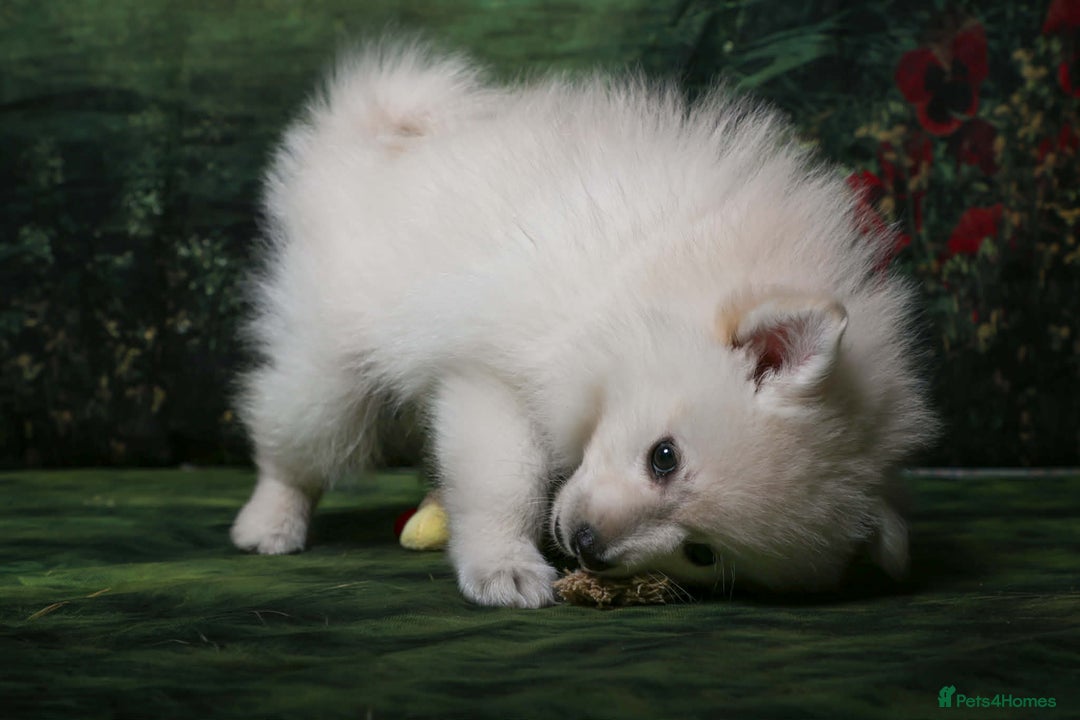 German Spitz dogs for sale: German spitz mittel male puppy - Advert 6