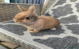 Netherland Dwarf rabbits for sale: Adult Netherlands dwarf doe. - Image 5
