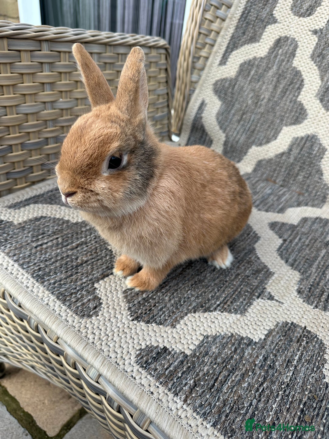Netherland Dwarf rabbits for sale: Adult Netherlands dwarf doe. - Image 5